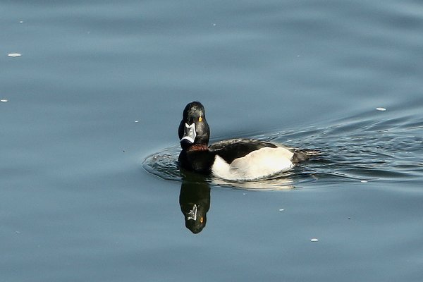 Ring-necked Duck
